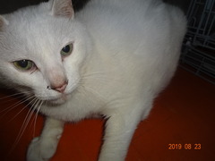 DSC06126