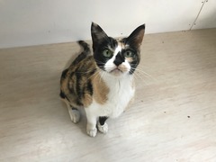 C731A018-39CB-4BE6-B453-F078FFFF1212