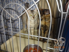 DSC06964