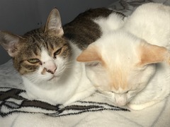 0921B8DB-F97E-4FF9-A7FD-A8614B4A0210