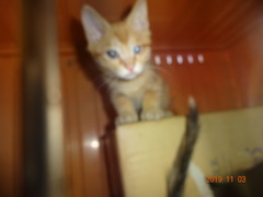 DSC06619
