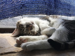 85DA50AA-30F4-40EE-B189-6D07ABC0EE22