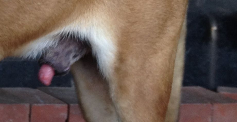 譲渡センター Npoみなしご救援隊 犬猫譲渡センター 譲渡センター Npoみなしご救援隊 犬猫譲渡センター