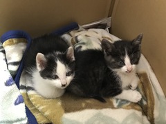 C9856F0F-ECE4-46B9-AAD2-75C292443F8E