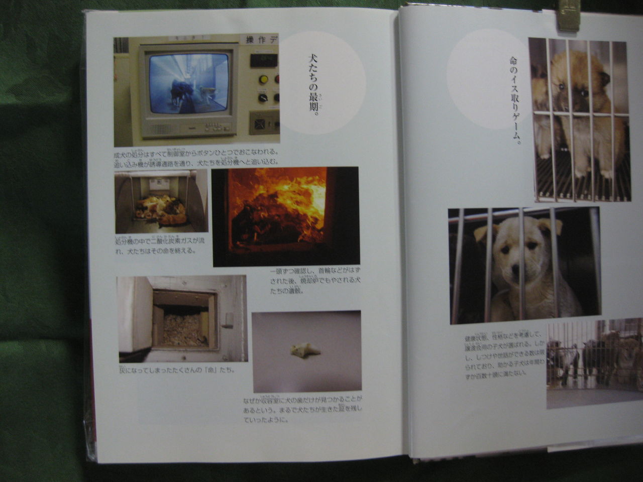 犬たちをおくる日 の紹介 Npoみなしご救援隊 犬猫譲渡センター 犬たちをおくる日 の紹介 Npoみなしご救援隊 犬猫譲渡センター