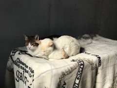 3B68B4A2-7954-45E2-8AEC-86245F9A4B02