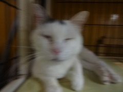 DSC05411