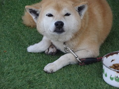 DSC08855