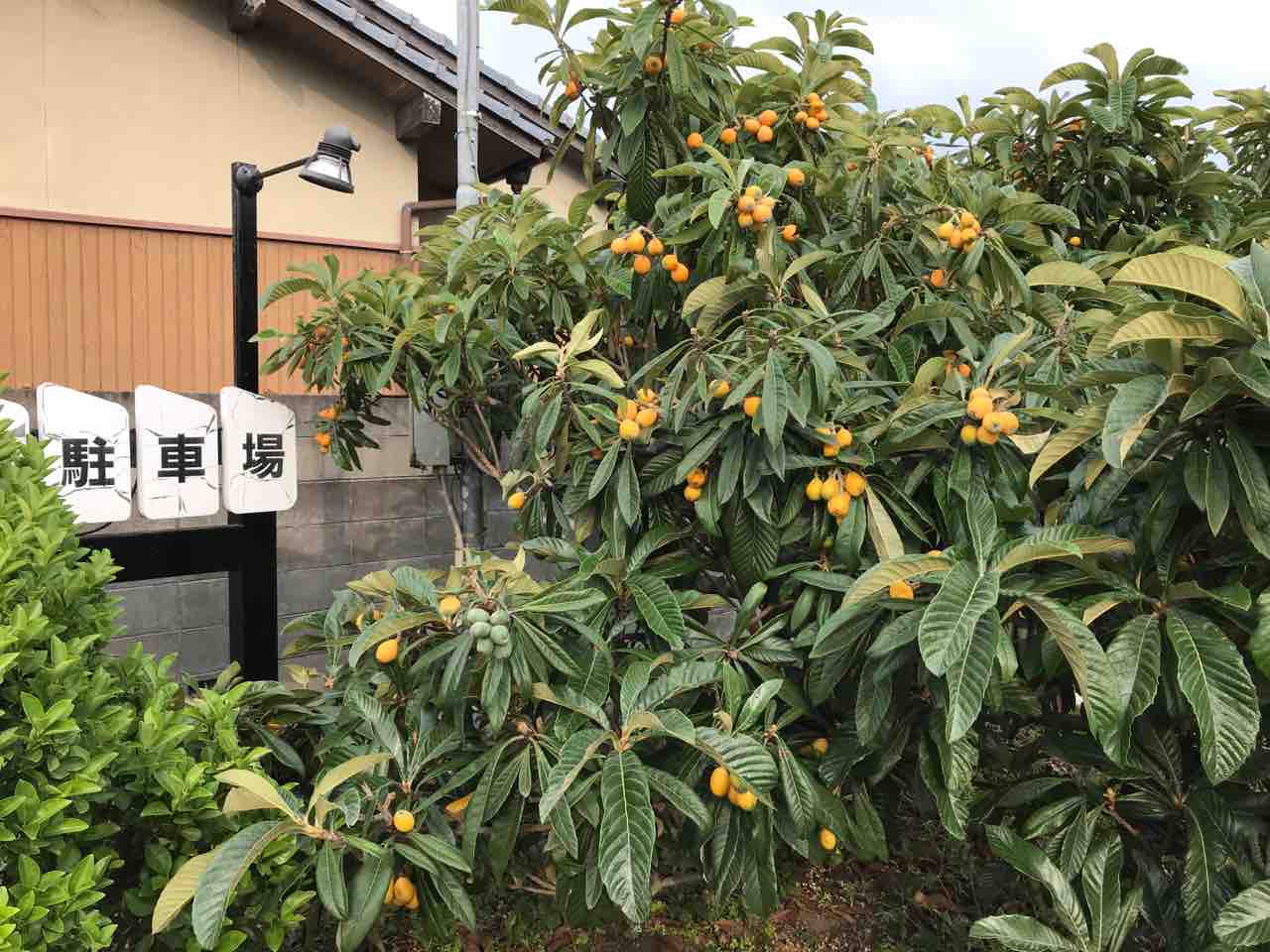 木の器にびわが似合います スィング 飛騨高山 住賓館 じゅうひんかん ブログ