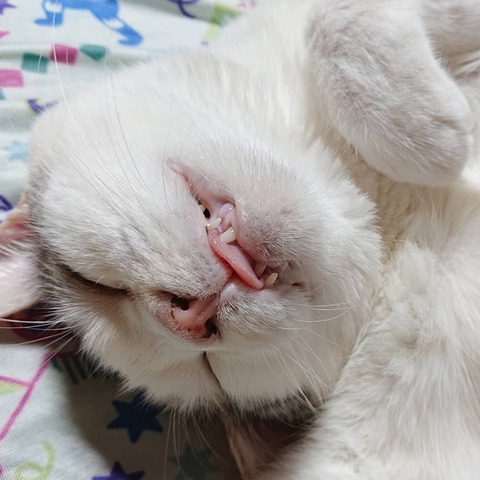 ベストコレクション タケモト ピアノ 猫 かわいい タケモト ピアノ 猫 かわいい ベストコレクション タケモト ピアノ 猫 かわいい タケモト ピアノ 猫 かわいい