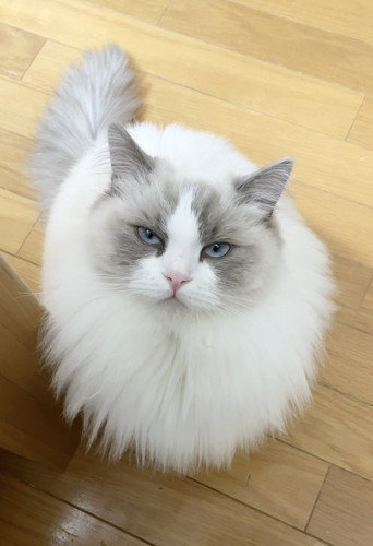 猫 踏ん で しまっ た