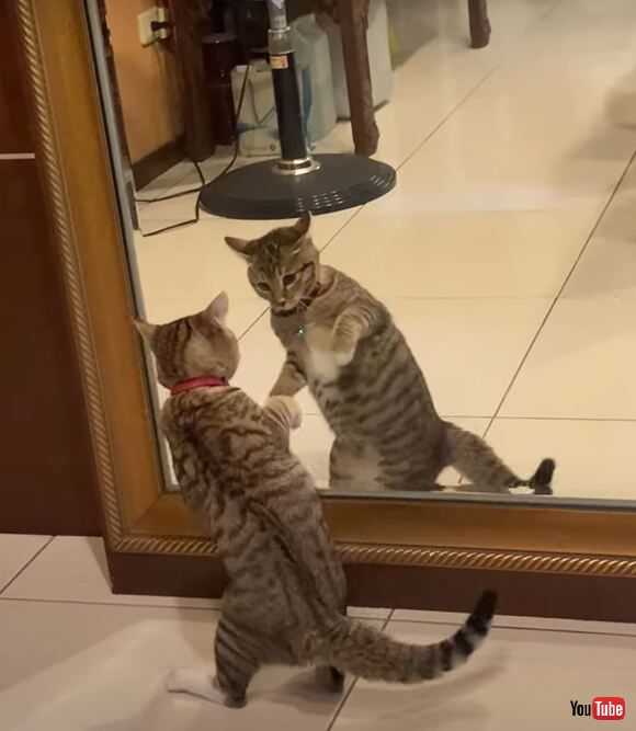 鏡の中の自分と戦う猫 : e-猫かふぇ