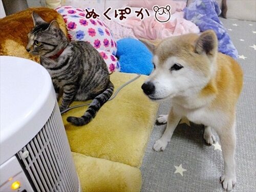 犬と猫がヒーターの前でポカポカ 仲良しな犬と猫がいる冬の暮らしに憧れる E 猫かふぇ 犬と猫がヒーターの前でポカポカ 仲良しな犬と猫がいる冬の暮らしに憧れる E 猫かふぇ
