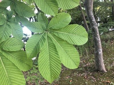 トチノキ ムクロジ科 清水谷公園 市原樹木チャンネル