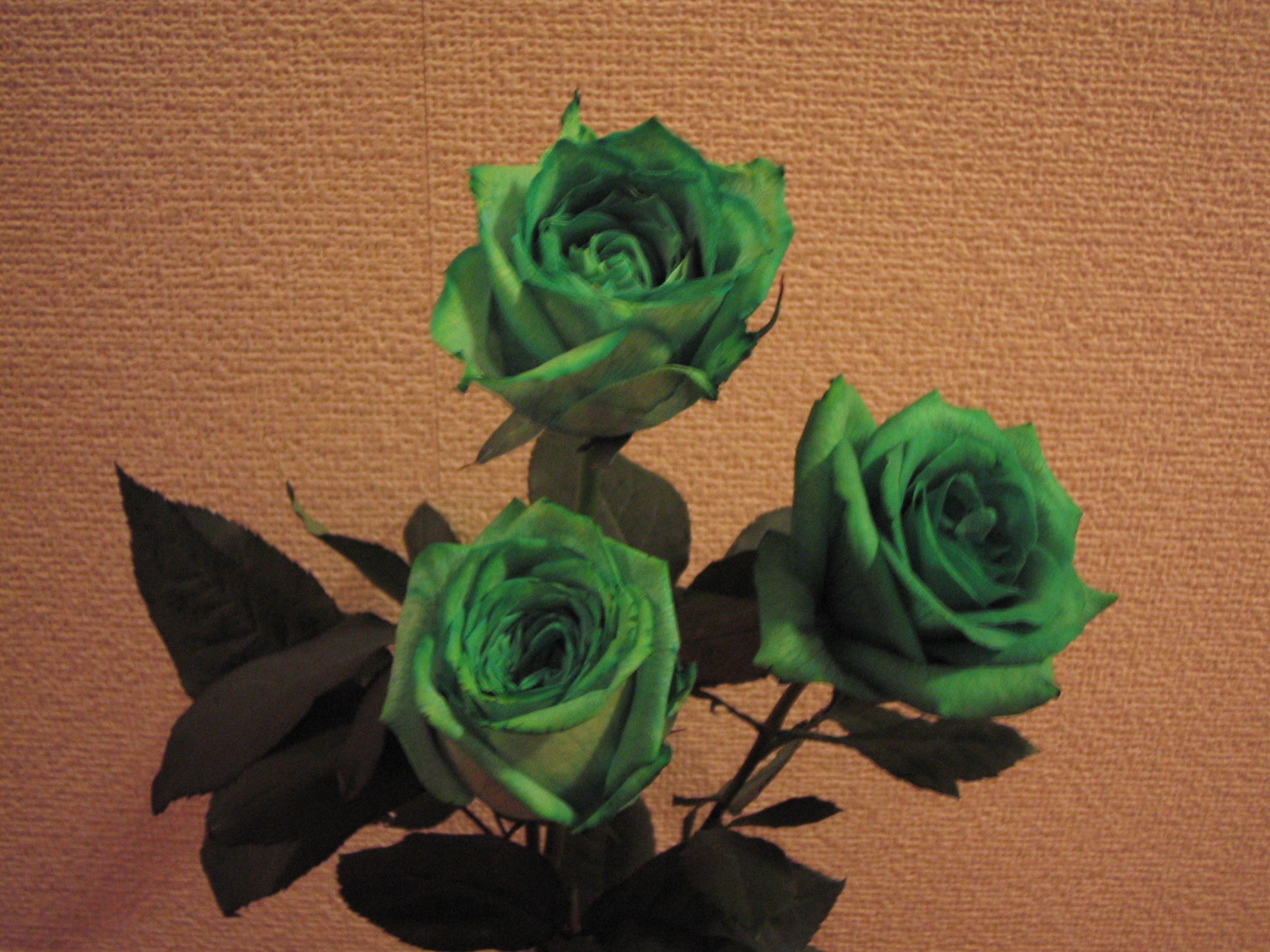 緑の薔薇 潤香 の ｄｒｅａｍｉｎｇ ｂｏｘ