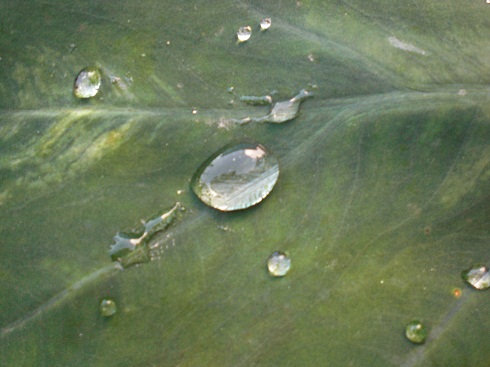 芋の露 水をはじく とは 巡礼 ノンビリ歩く巡礼の路