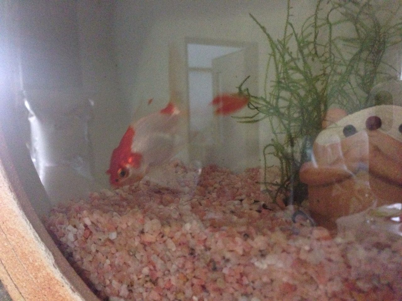 金魚 麺ダイニング月乃家 店主のブログ