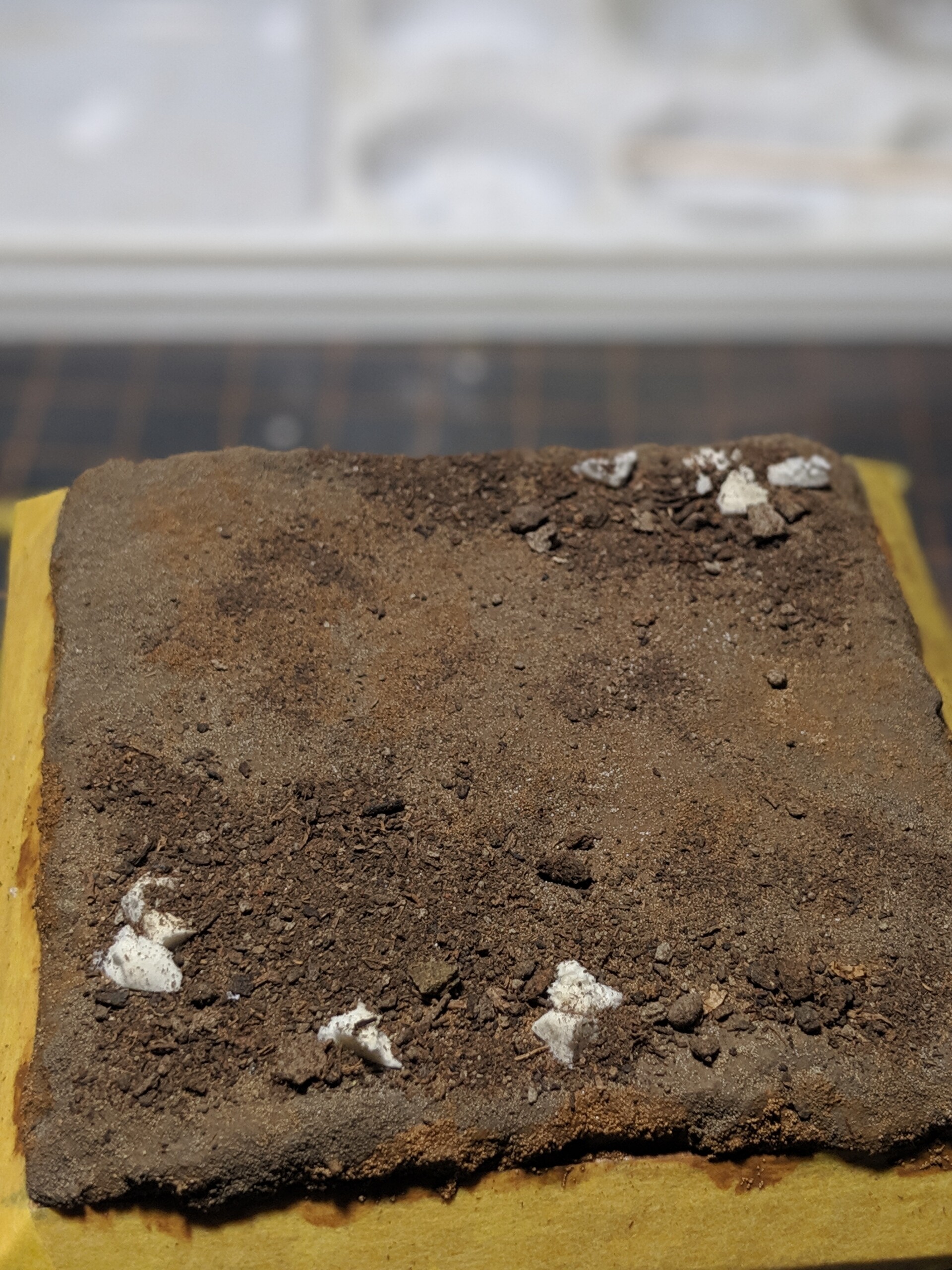 00100lPORTRAIT_00100_BURST20191226123903060_COVER