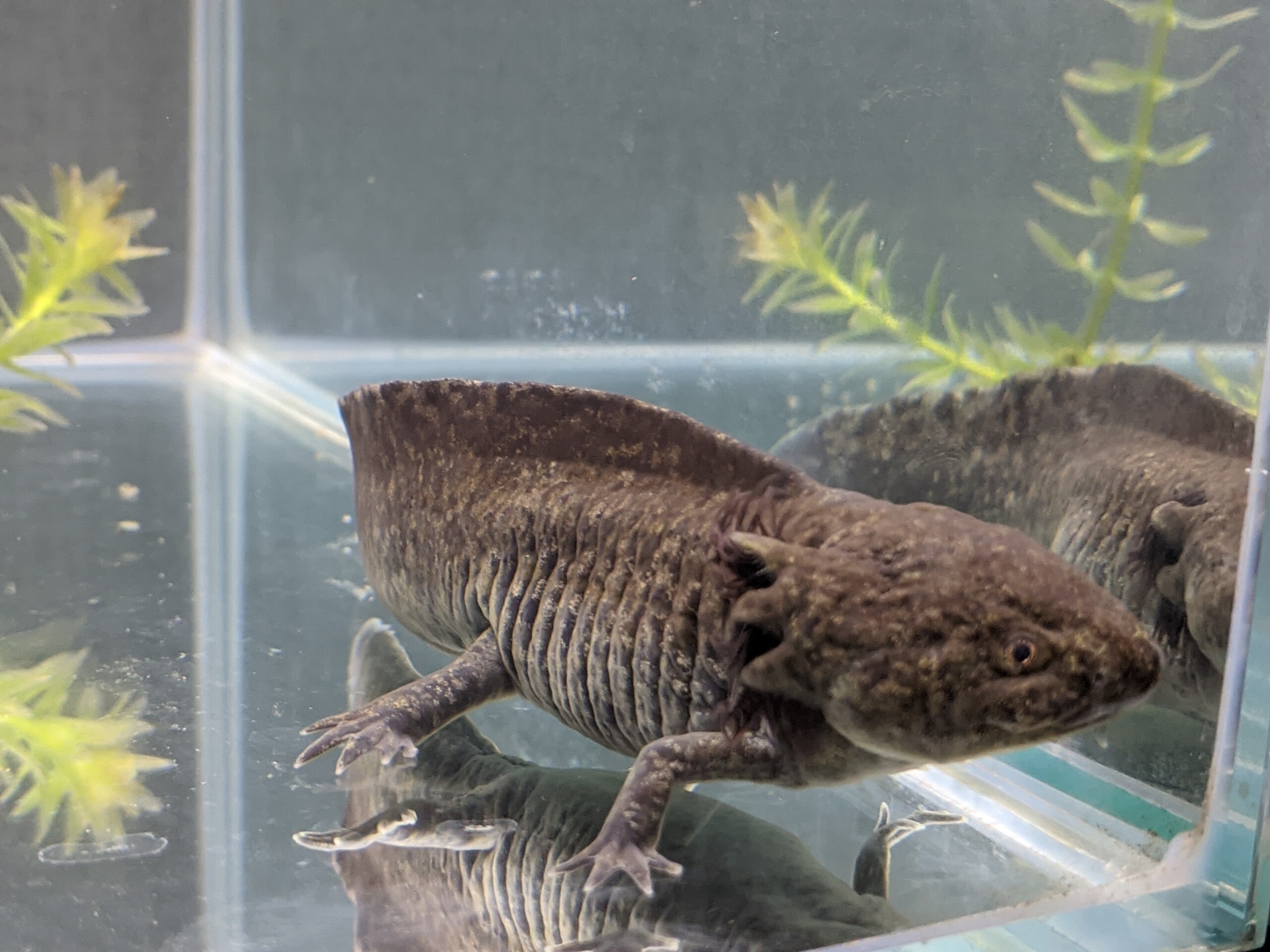 サラマンダーのゴールドラメ Art Project 絵やミニチュアモデルの世界