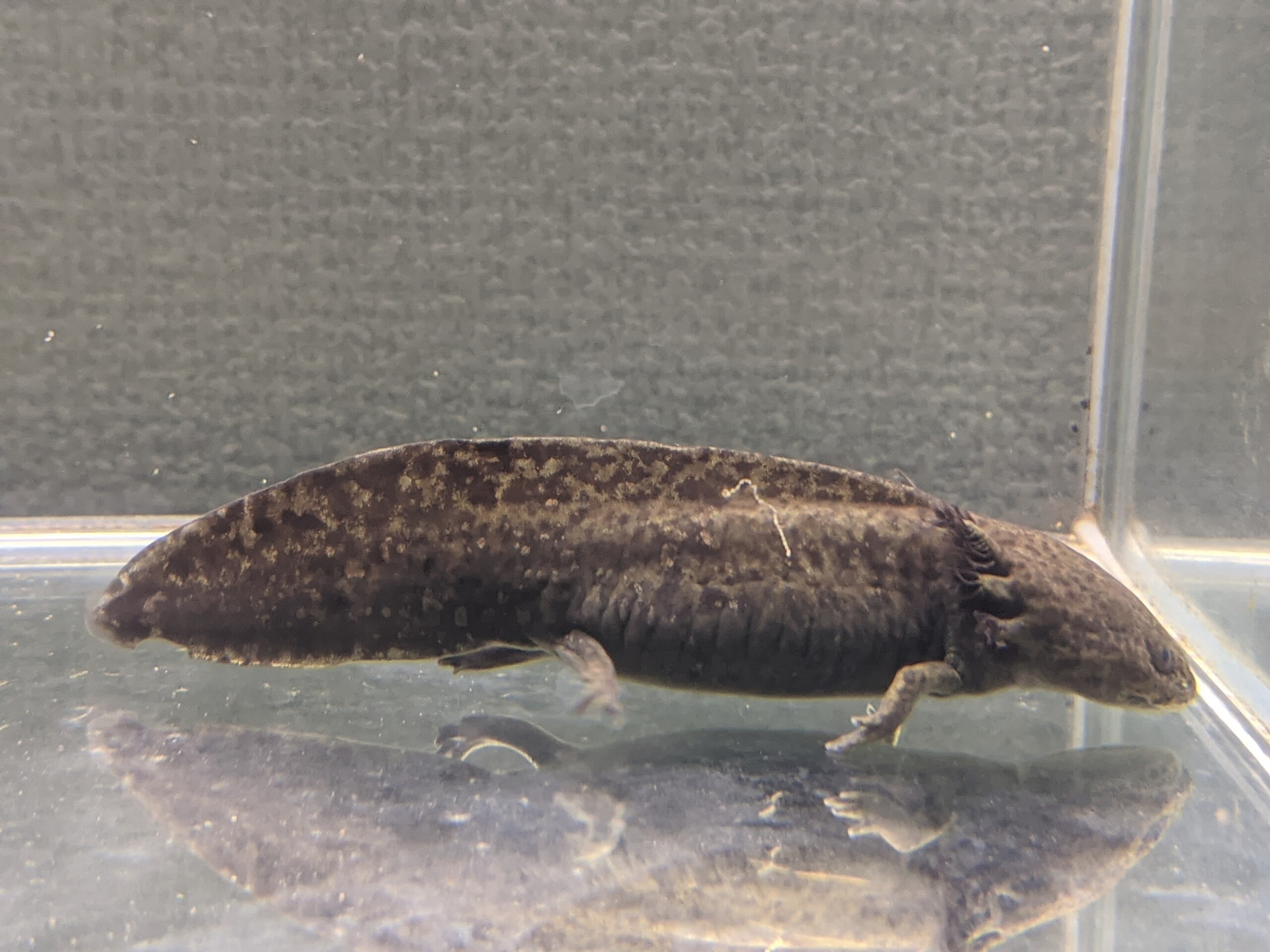 サラマンダーのゴールドラメ Art Project 絵やミニチュアモデルの世界