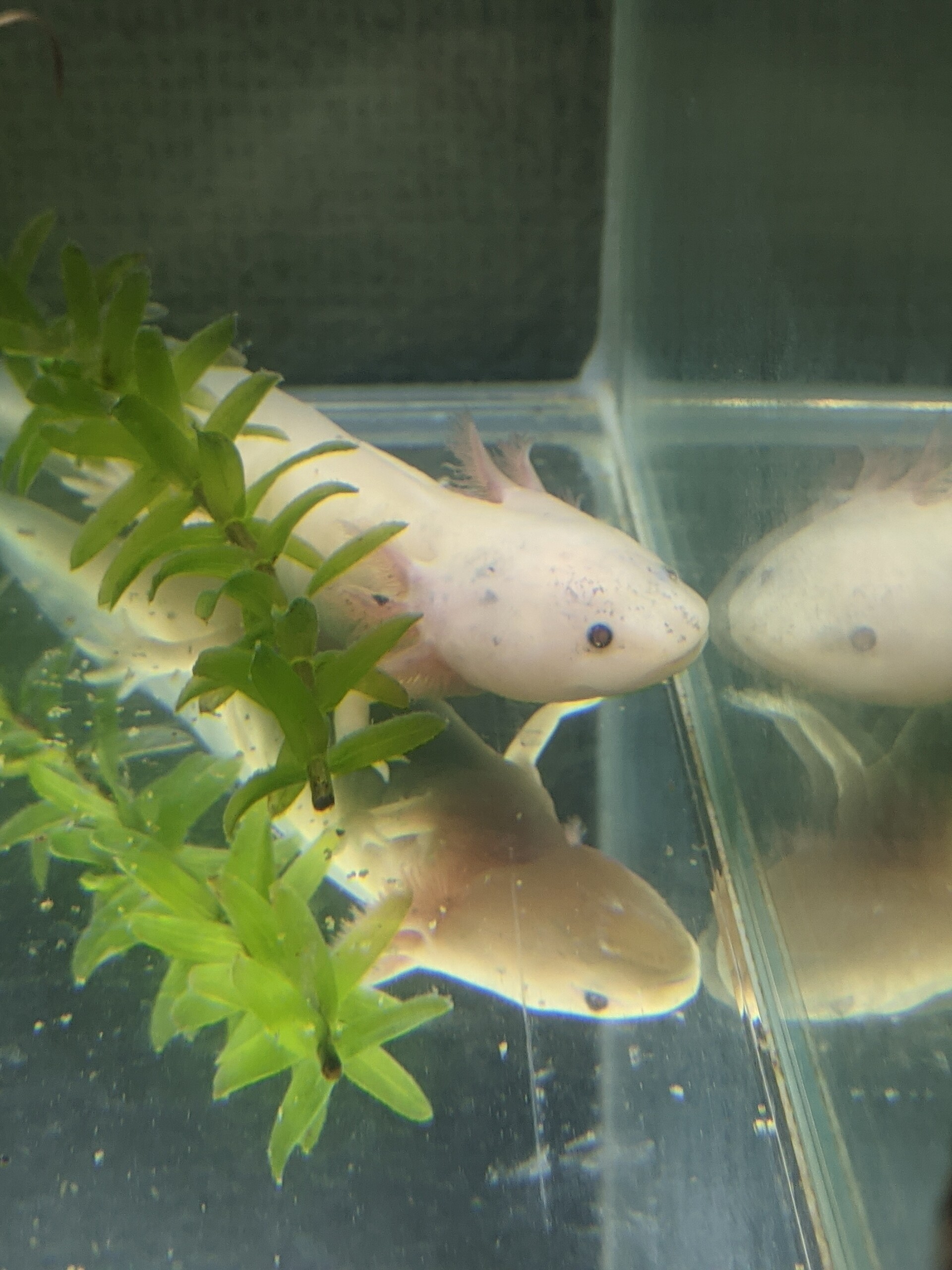 サラマンダーのゴールドラメ Art Project 絵やミニチュアモデルの世界