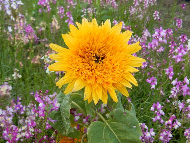 山菜「野蒜とセリ」 : 種子島のブログ