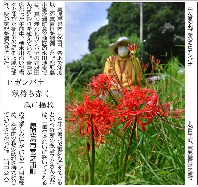 彼岸花の咲くころ 種子島のブログ