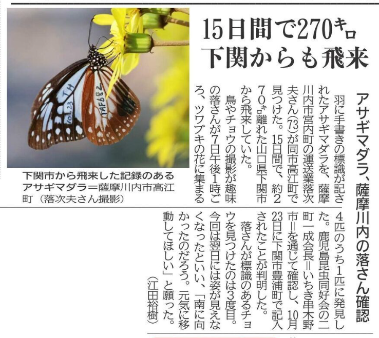 ソテツの実 : 種子島のブログ