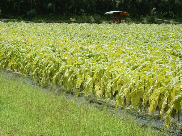 葉タバコ収穫も終盤 種子島のブログ