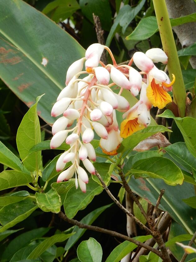 月桃の花咲く 種子島のブログ 月桃の花咲く 種子島のブログ