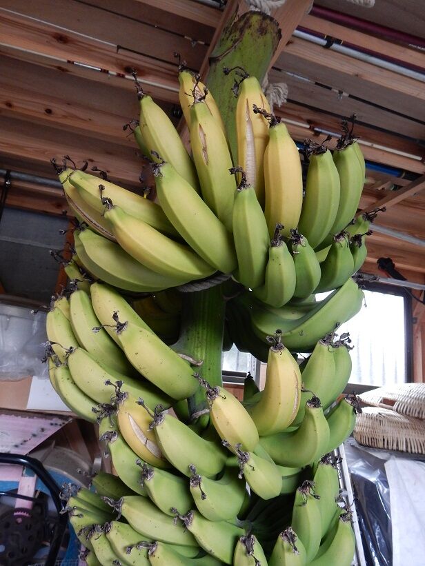 やっと収穫「島バナナ」 : 種子島のブログ