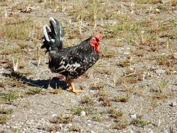 珍しいニワトリ : 種子島のブログ