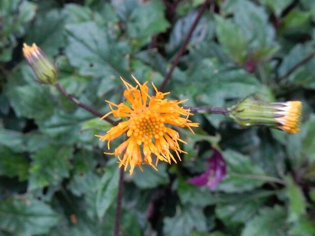 いぜせき 種子島のブログ