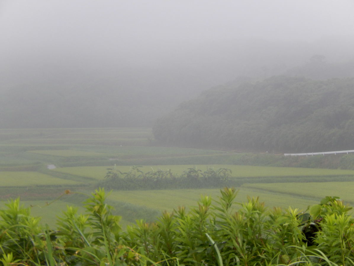 島バナナ 種子島のブログ