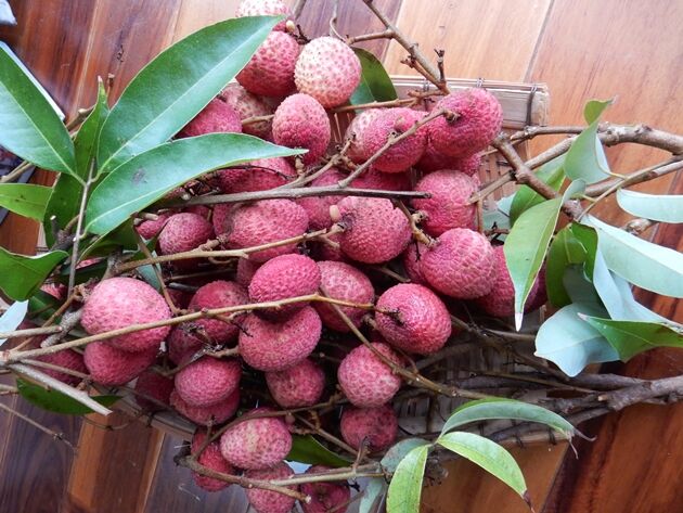 ライチ様へ♥3/15 ライチ様へ♥3/15 ライチ様へ♥3/15 ライチの絵 - Search / X