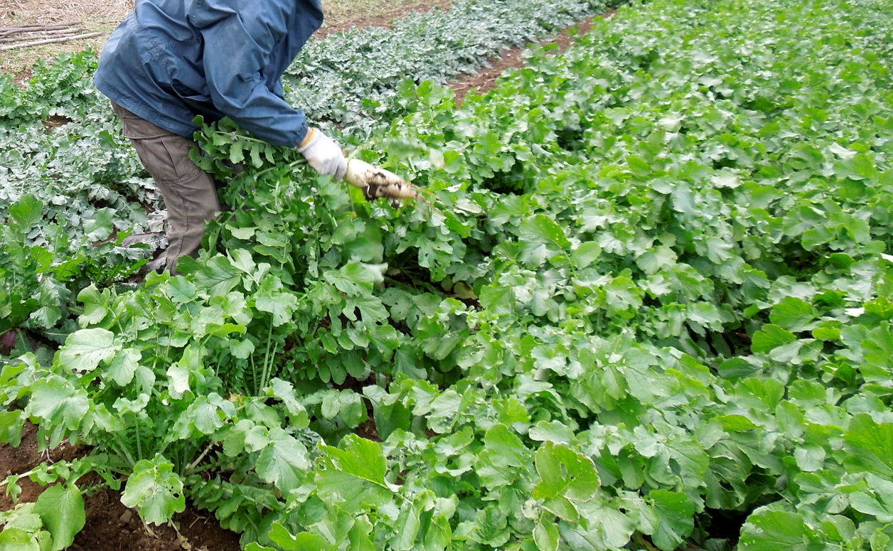 大根の収穫 種子島のブログ