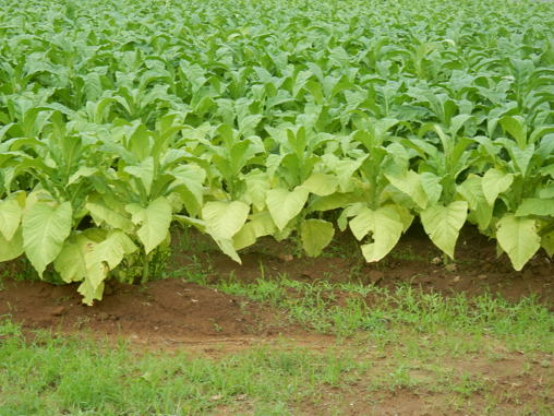 たばこの収穫 種子島のブログ