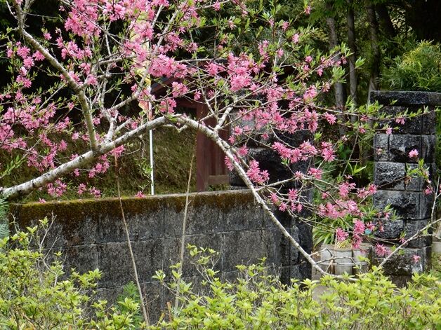 ビワ色づく 種子島のブログ