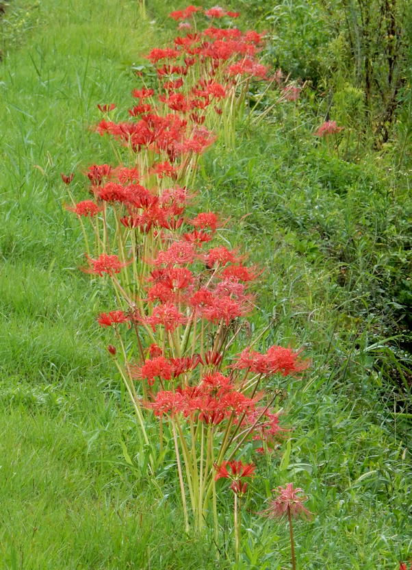 色とりどりの彼岸花 種子島のブログ