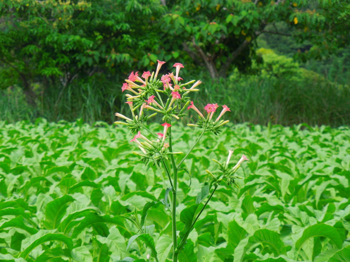 たばこの花 種子島のブログ たばこの花 種子島のブログ