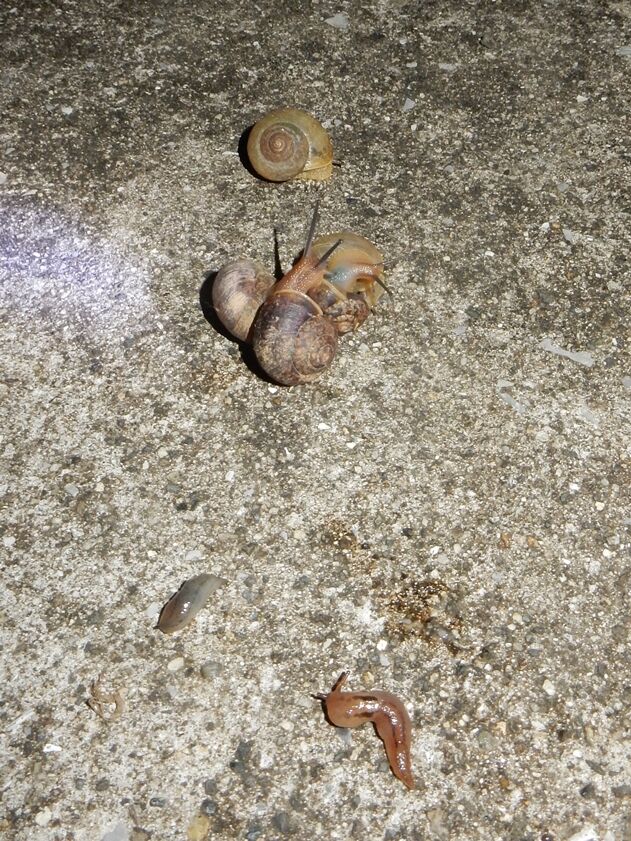 闇夜の刺客 種子島のブログ