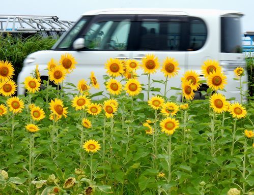珍ソテツ花 種子島のブログ