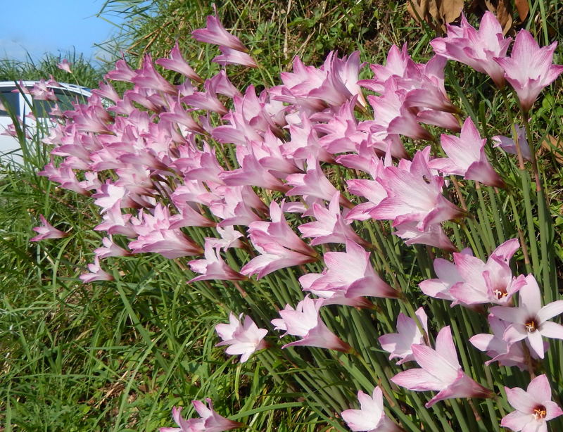 夏風景 種子島のブログ