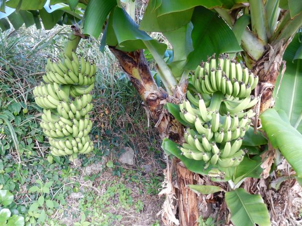 やっと収穫「島バナナ」 : 種子島のブログ