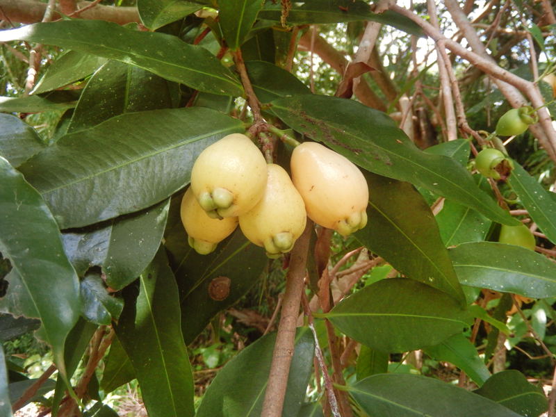 蒲桃 ほとう ふともも 種子島のブログ