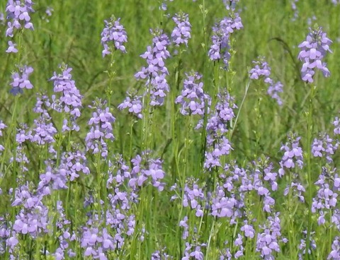DSCN9895-1