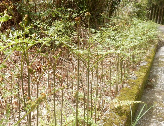 かんぎーまー 種子島のブログ