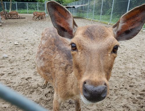 馬毛鹿 マゲシカ 種子島のブログ