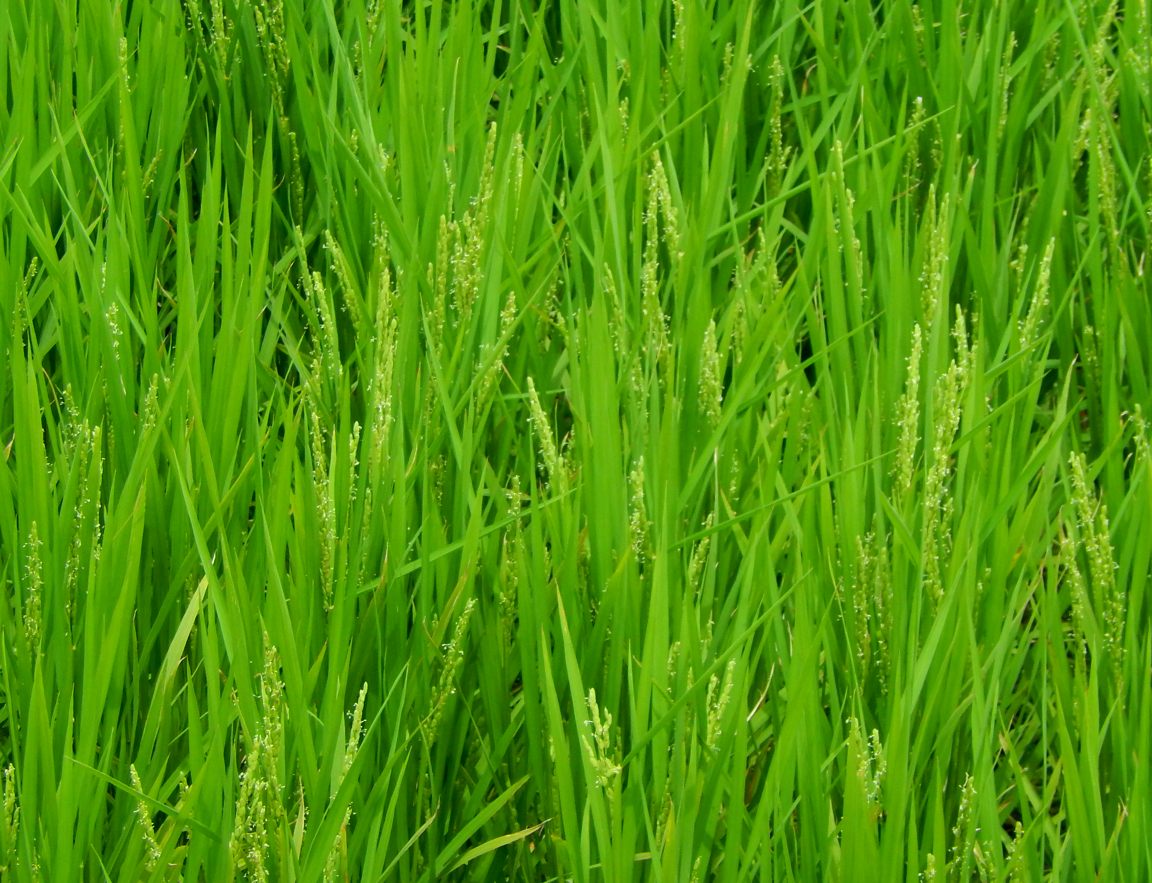 稲穂の花 種子島のブログ