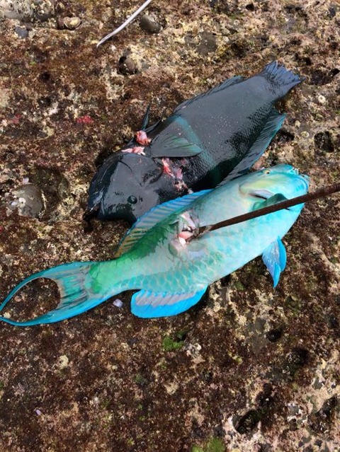 アオブダイは危険 種子島のブログ